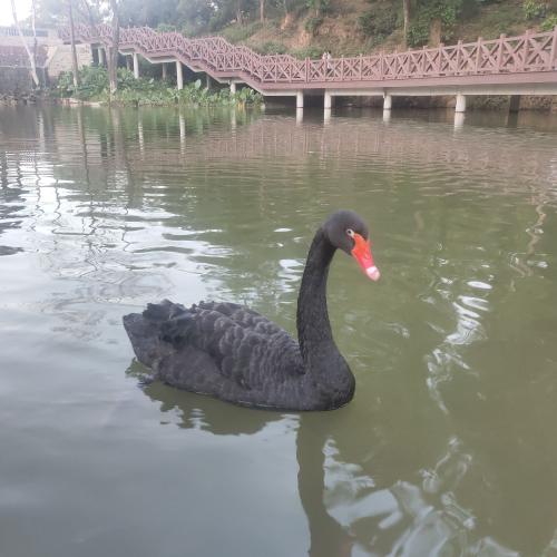 鹅 🦢