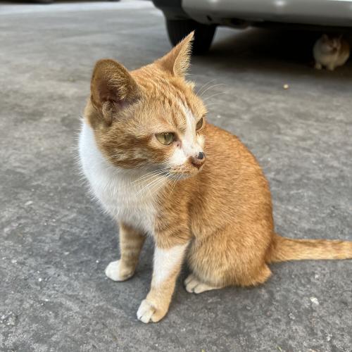 🐱