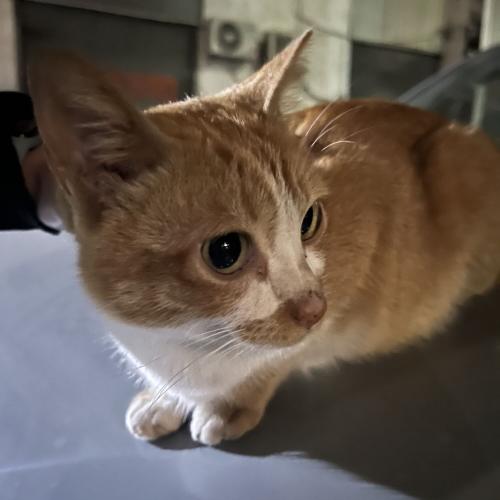 🐱