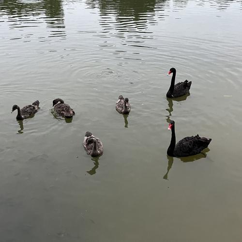 嬉戏 🦆