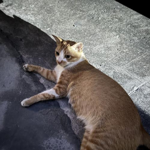 🐱